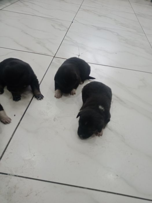 Отдам в хорошие руки