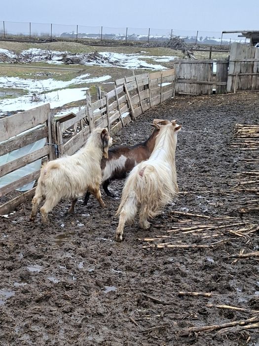 Vand sau schimb 2 țapii