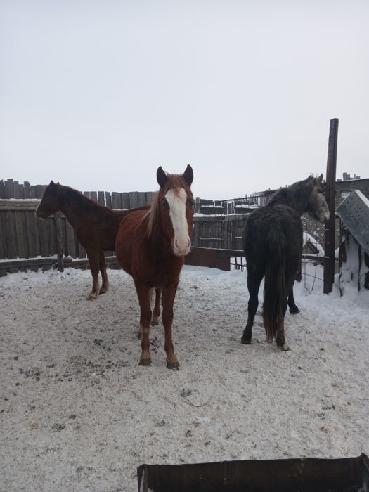 Үш жасар еркек құнандар сатамын