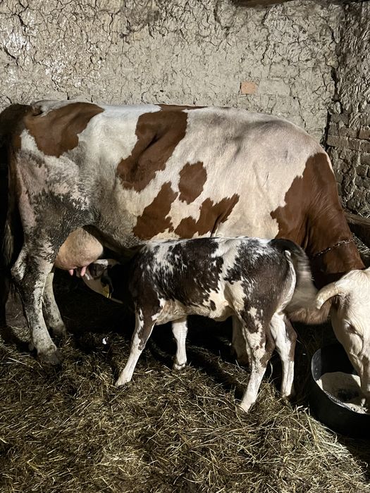Vaca a 3a fatare linistita cu vitel belgian 20L  lapte..