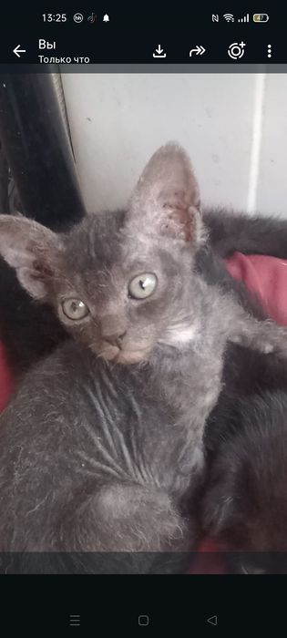 Продам котенка 2 месяца,сфинкс