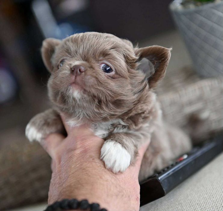 Мъжко дългокосместо чихуахуа лилаво