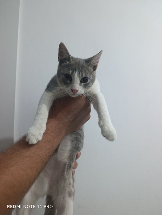 Котенок в добрые руки