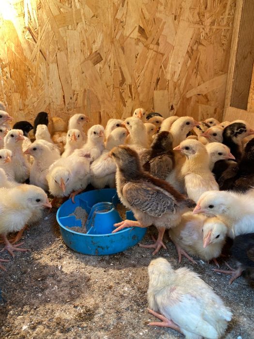 Балапандар сатылады