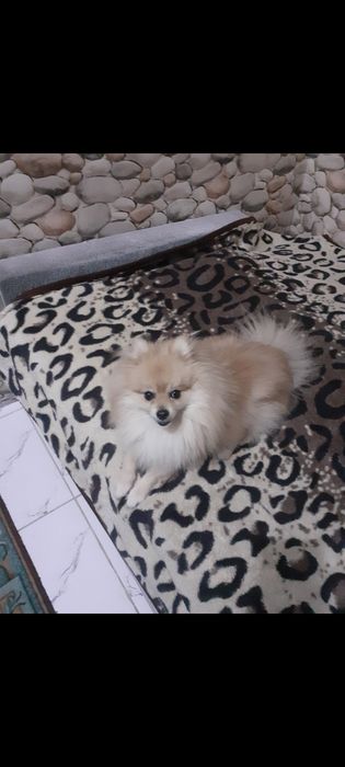 Померанский шпиц