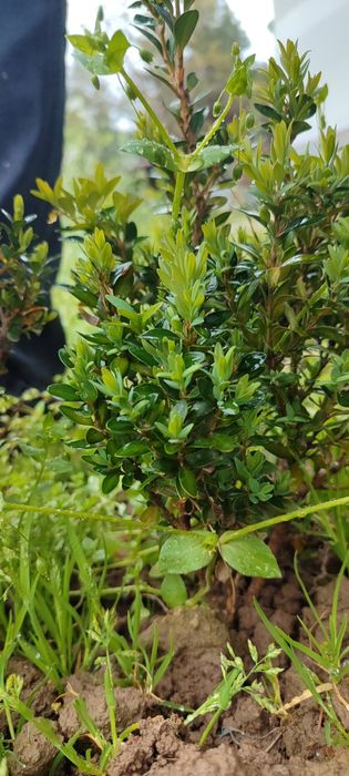 Shamshod kochat sotiladi