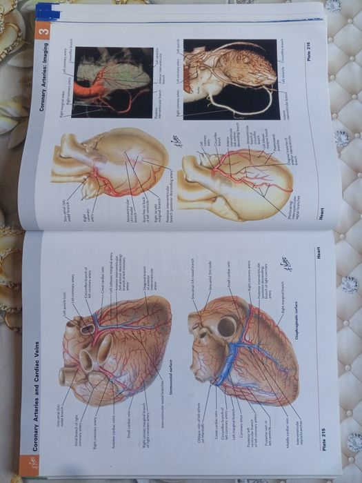 ОРИГИНАЛ! Atlas of human Anatomy Netter