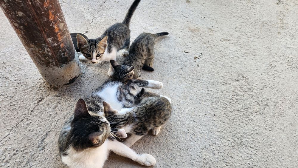 Aqlli mushuk bolachalari tekinga beriladi.