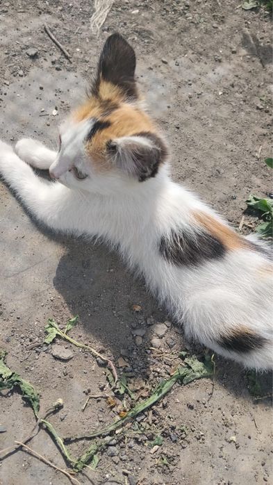 отдам кошечек в хорошие руки
