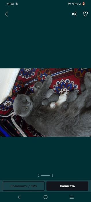 Skotish fold ayol mushuk sotiladi.