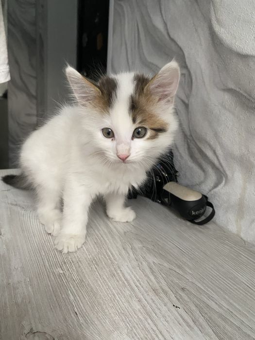 Белый котенок 2 месяца