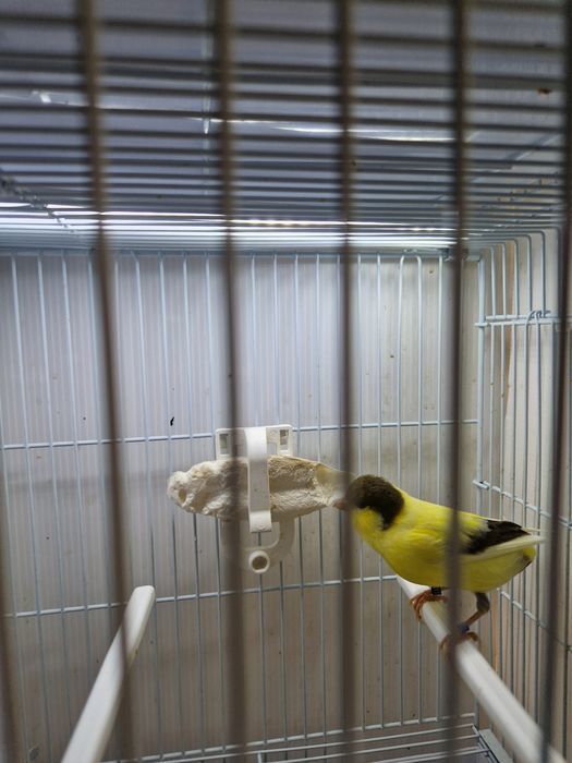 De vânzare canari