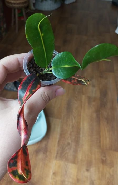 Продам комнатные цветы