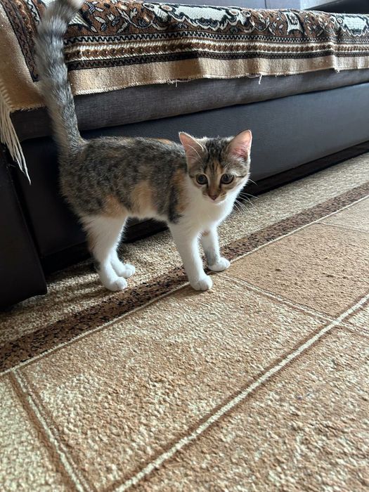 Потерялась кошечка!!!