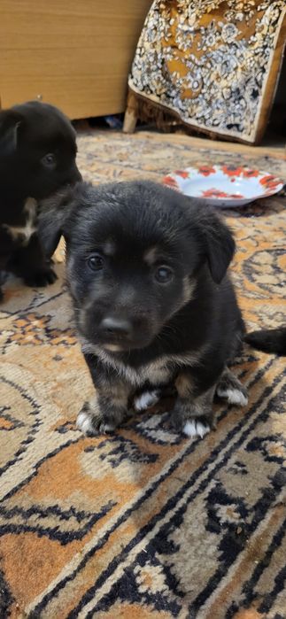 Donez catei talie mica