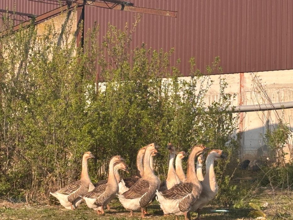 Gaste Americane buff Americana