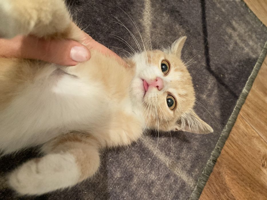 отдам рыжего, 2,5 мальчик
