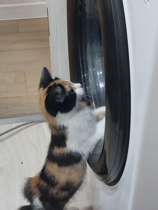 Отдам отдам отдам