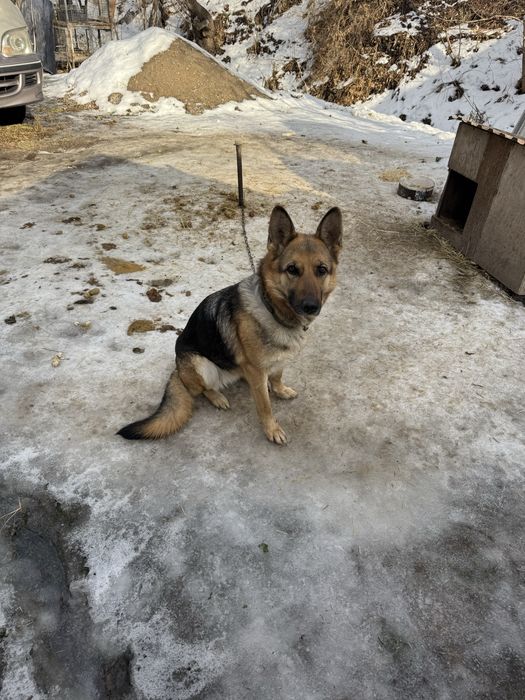 Немецкая овчарка девочка