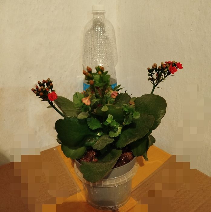 Каланхоэ, для дома и офиса