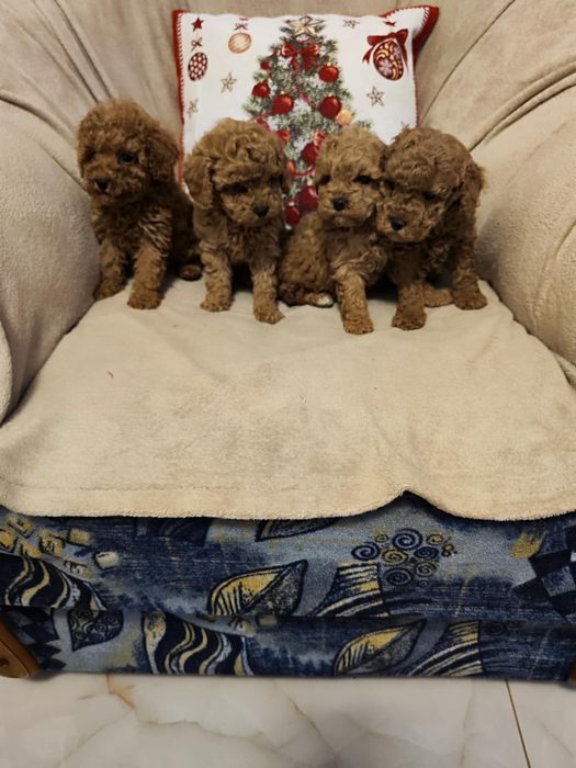 Toy puddle (6 кученца)