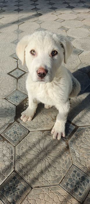 Қойтобет қазақы чистокровныё кабель