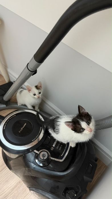 Котята в хорошие руки