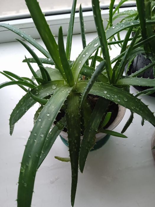 Алоэ вера и алое лечебное