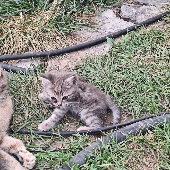 Отдадим в хорошие руки котят