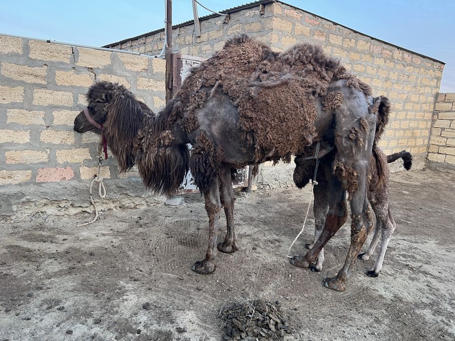 Боталы туйе. Боталы түйе.