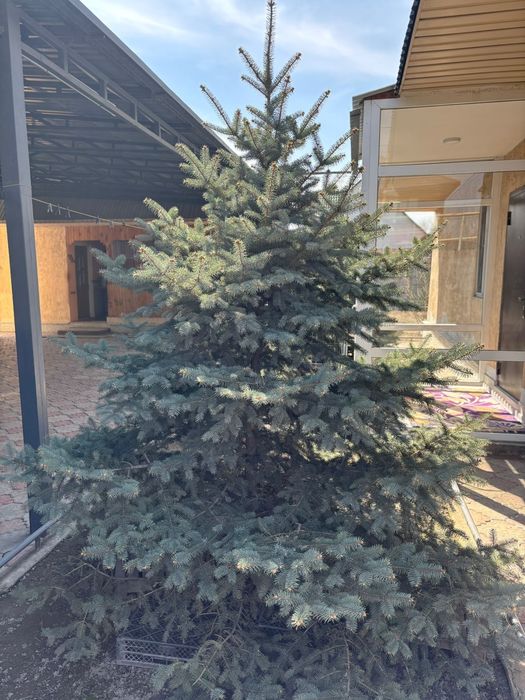 Продаю Ёлку высотой 2м