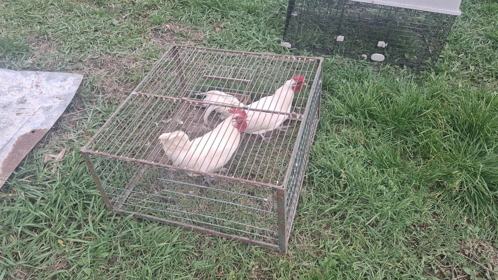 Vând Cocoşi de 6 luni