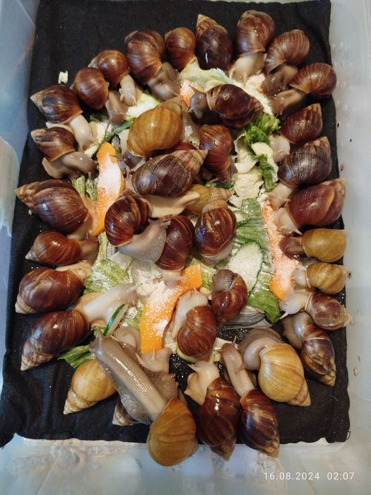 Африканские Улитки ахатины