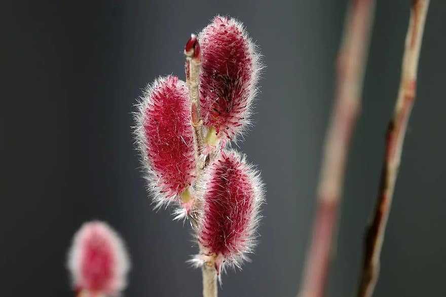 Бреза ,Липа и върба - Фиданки