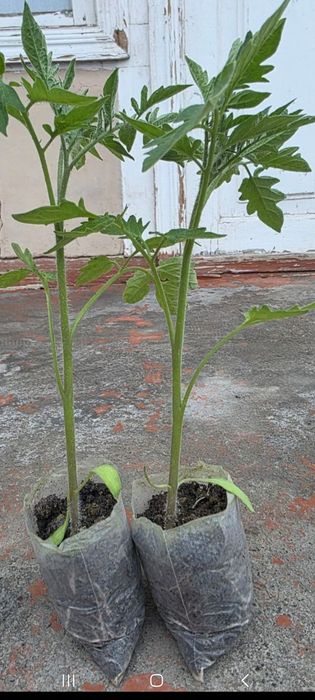 Помидор памидор нихол кучат сотилади