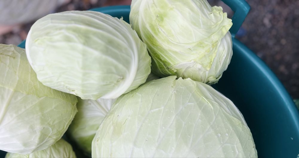 Vand varza din soiul Beverly hills