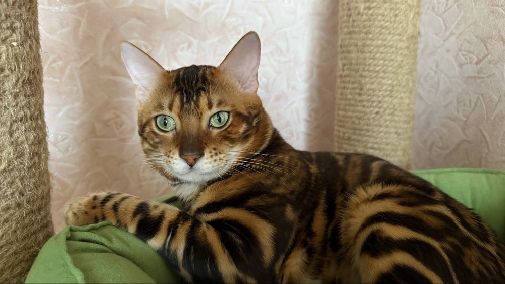 Бенгальский кот. Вязка.