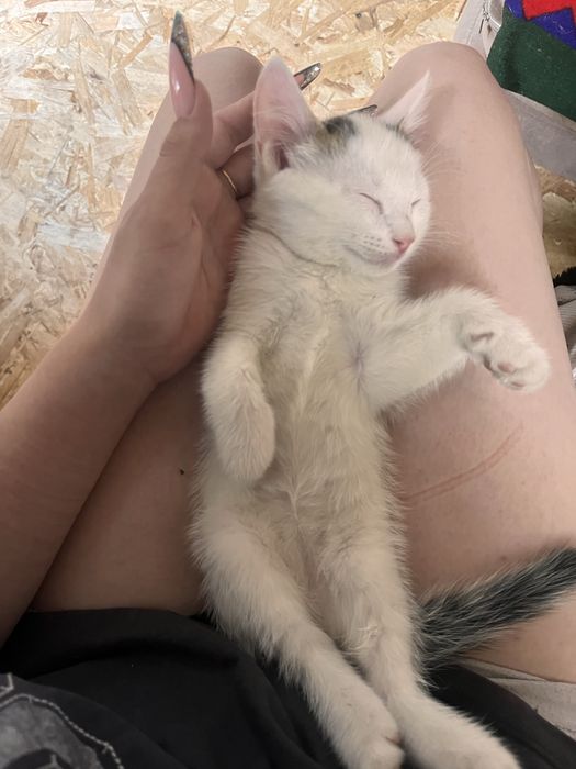 Отдам бесплатно котят!