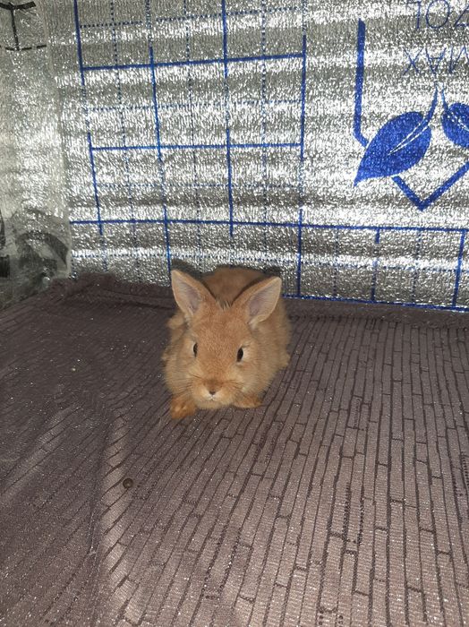 Karlik tikka quloq kotta bòmidigan quyoncha