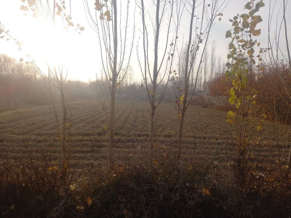 Томорка сотилади