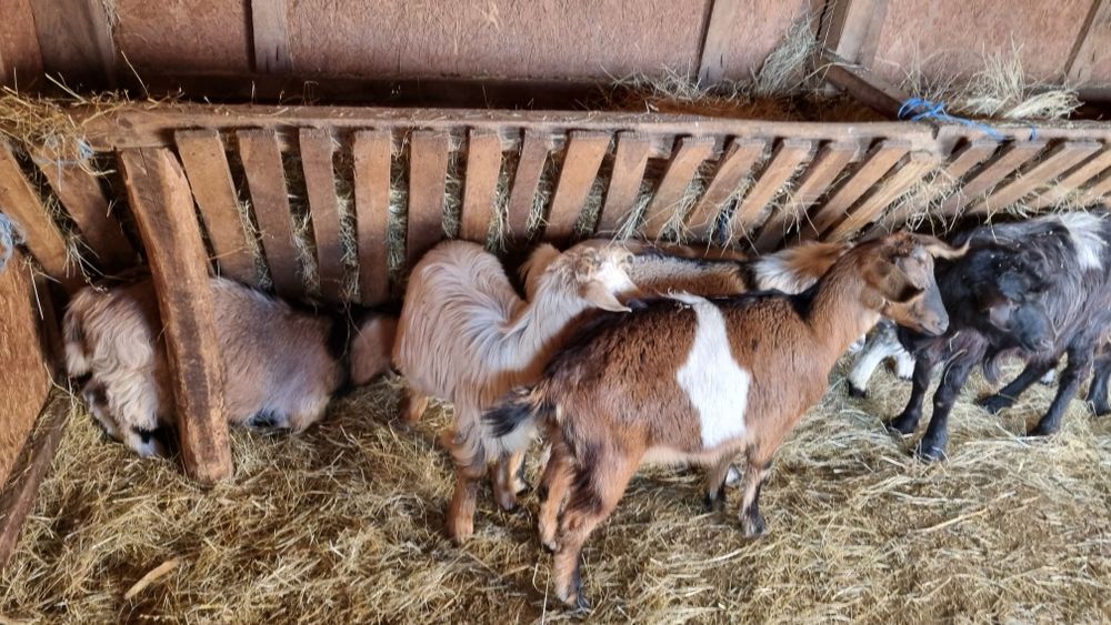 Iezi castrați de anul ăsta