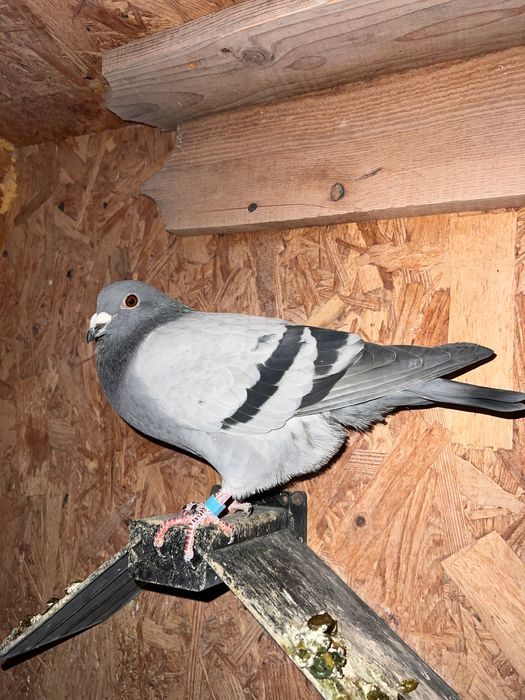 Lot 22 porumbei voiajori