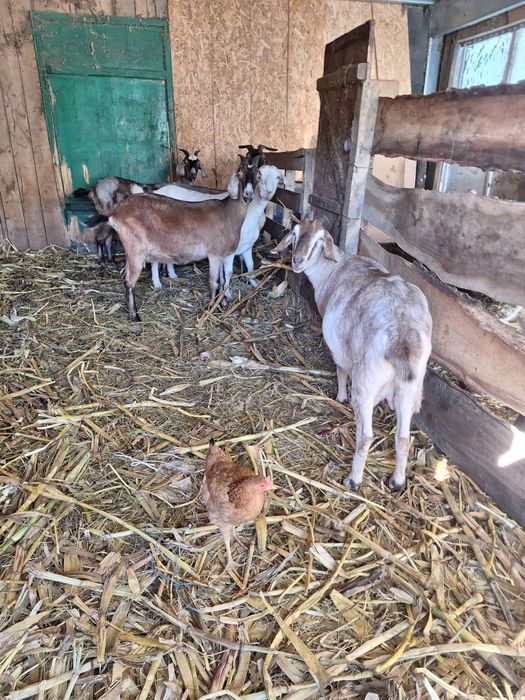 Capre anglonubian ediția anglonubian