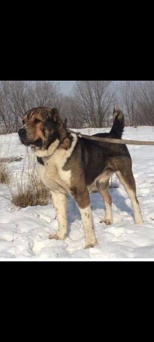 Сука САО , 1 год7мес