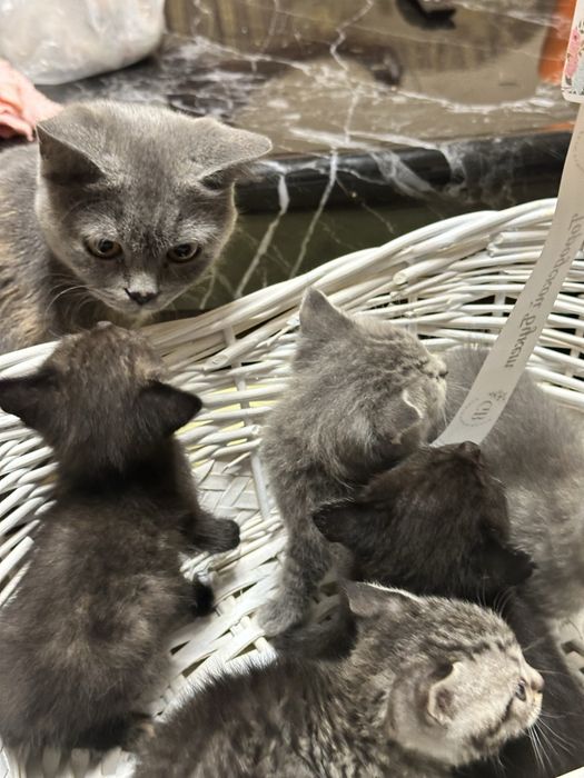 Продаются котята
