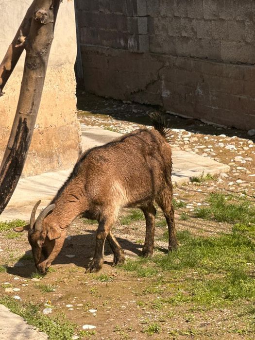 Нубиский ешкілер