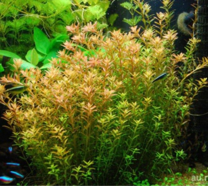 Растения для аквариума