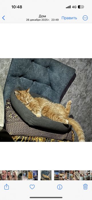 отдадим кошечку в добрые руки