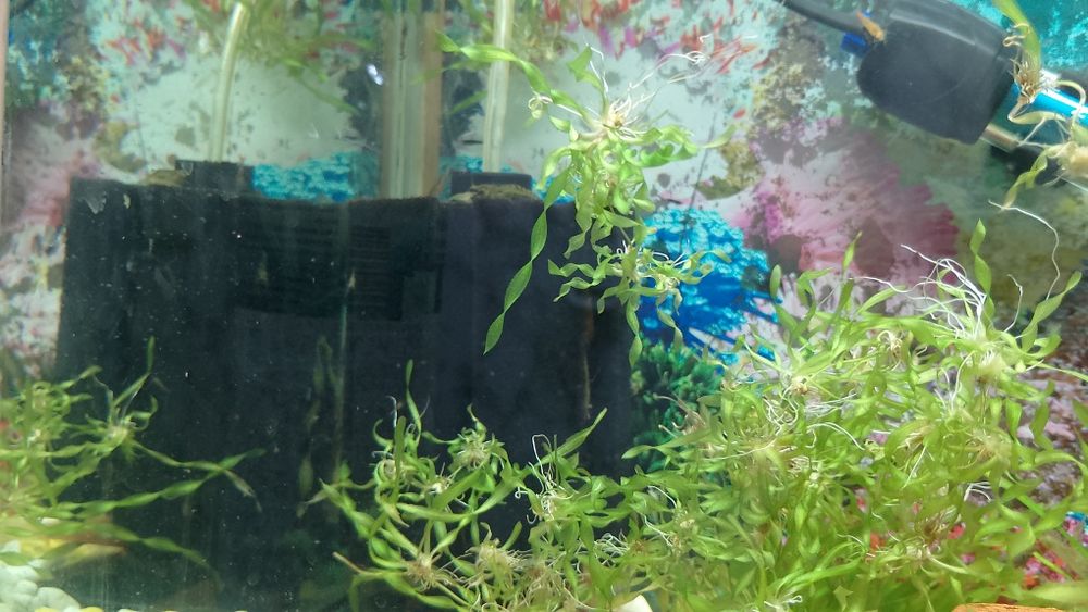 Скариди и охлюви