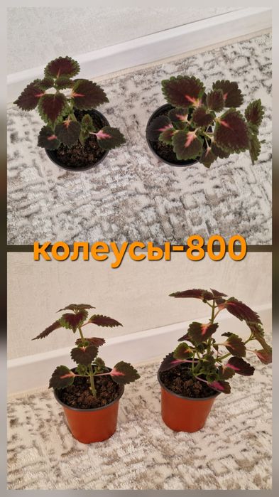 Продам домашние цветы от 1000